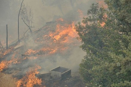 Datça ve Çeşme'de orman yangını. Evler tahliye ediliyor!